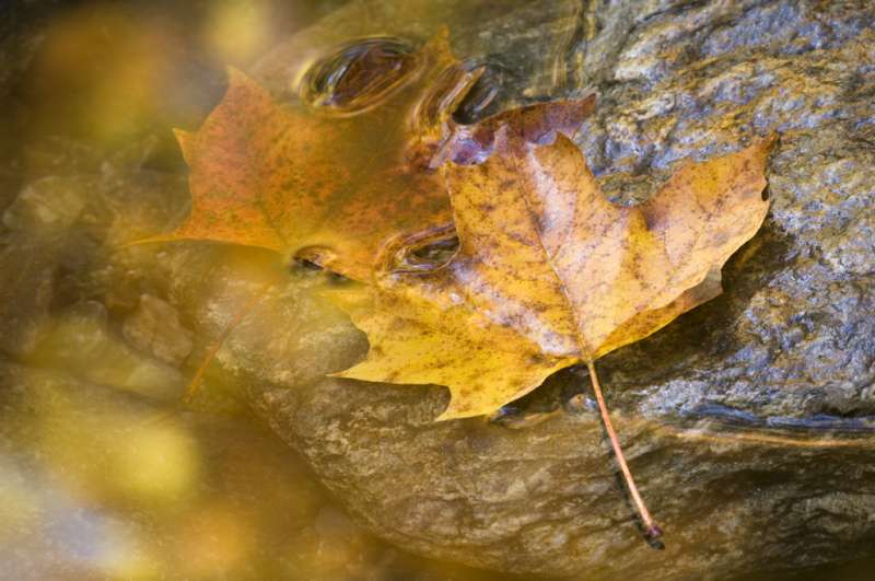 Leaf and reflections in a autumn stream, VT