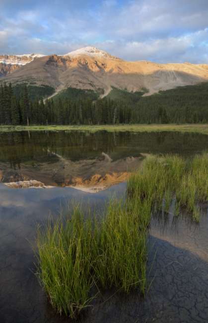 Marsh at sunset along the Icefields Parkway, Banff National Park, Banff, Canada