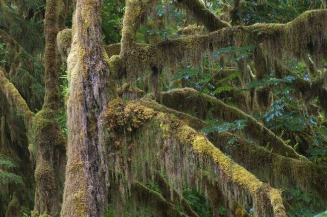 Quinault rainforest, Olympic National Park, Washington, USA