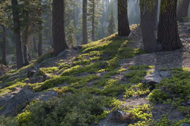 Forest, Lassen Volcanic National Park, Mount Lassen, California, USA