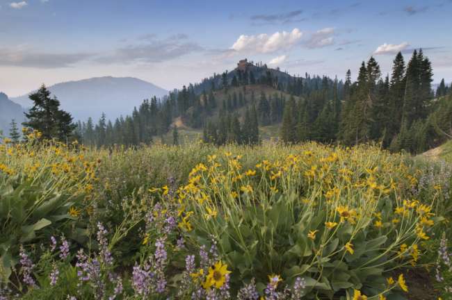 Wildflowers at sunrise along Lassen Peak Road, Lassen Volcanic National Park, Mount Lassen, California, USA