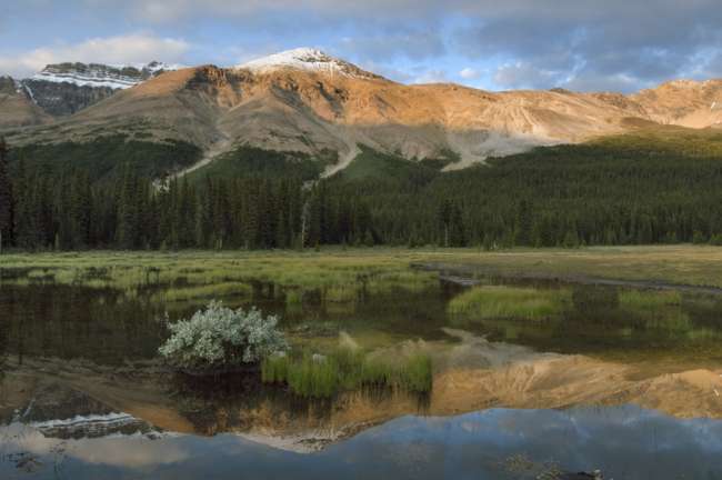 Marsh at sunset along the Icefields Parkway, Banff National Park, Banff, Canada
