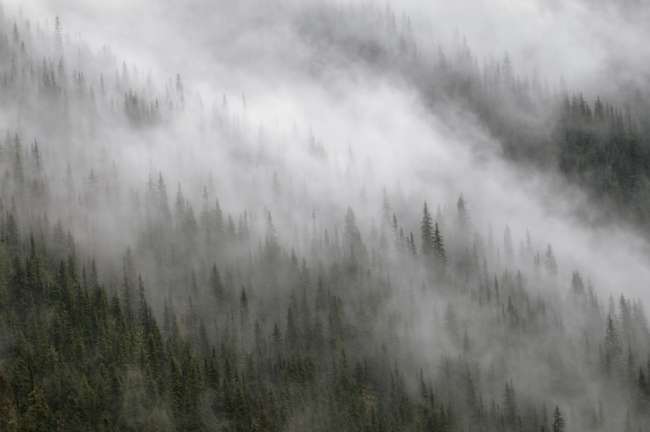 Evergreens shrouded in fog on a distant mountain, Banff National Park, Banff, Canada
