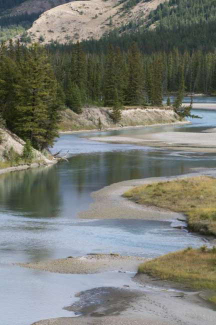 Rivers run through a lowland section of Jasper National Park, Jasper Canada