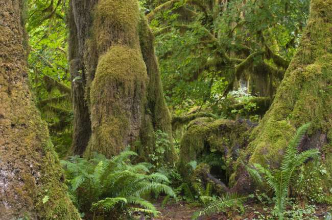 The Hoh rainforest floor, Olympic National Park, Washington, USA