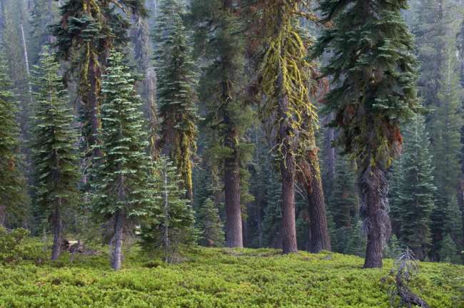Forest, Lassen Volcanic National Park, Mount Lassen, California, USA