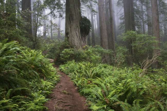 Path through the giant redwood trees shrouded in fog, Redwood National Park, California, USA