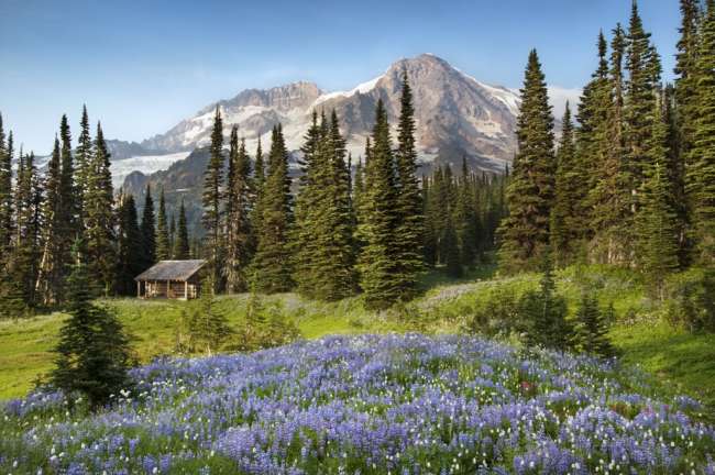 Wildflowers below the peak of Mount Rainier.  A ptrol cabin near Indian Henry's Hunting Grounds sits below the towering peak.  Mount Rainier National Park, Washington, USA