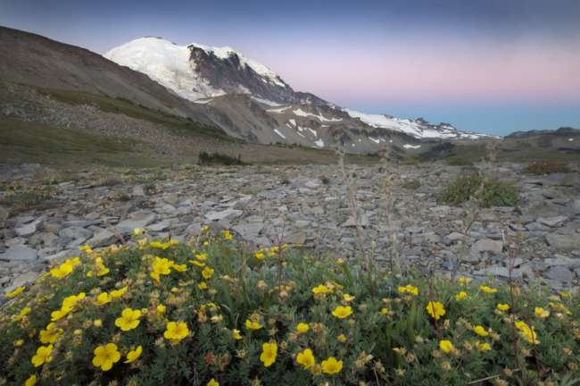 alpine glow across wildflowers looking toward the peak of Mount Rainier National Park, Washington, USA