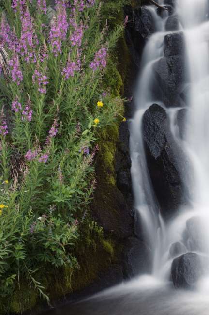 Wildflowers along Kings Creek, Lassen Volcanic National Park, Mount Lassen, California, USA