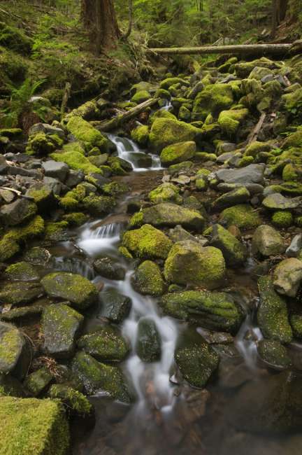 Cascading waterfall in the rainforest, Olympic National Park, Washington, USA