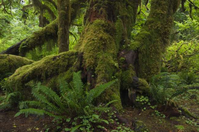 The Hoh rainforest floor, Olympic National Park, Washington, USA