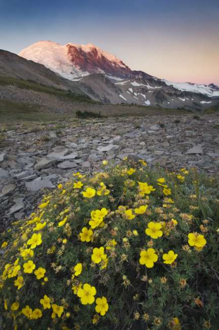 alpine glow across wildflowers looking toward the peak of Mount Rainier National Park, Washington, USA