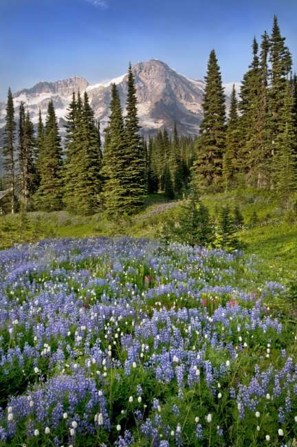 A field of wildflowers in from of Mount Rainier, Mount Rainier National Park, Washington, USA
