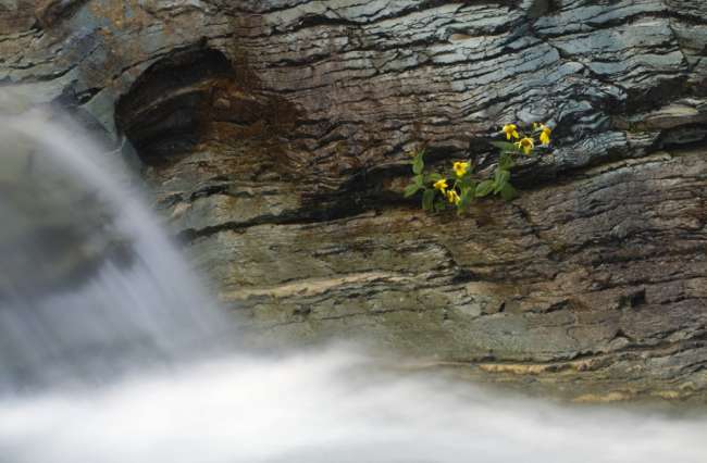 Waterfall and wildflowers, Waterton Glacier International Peace Park, USA - Canada