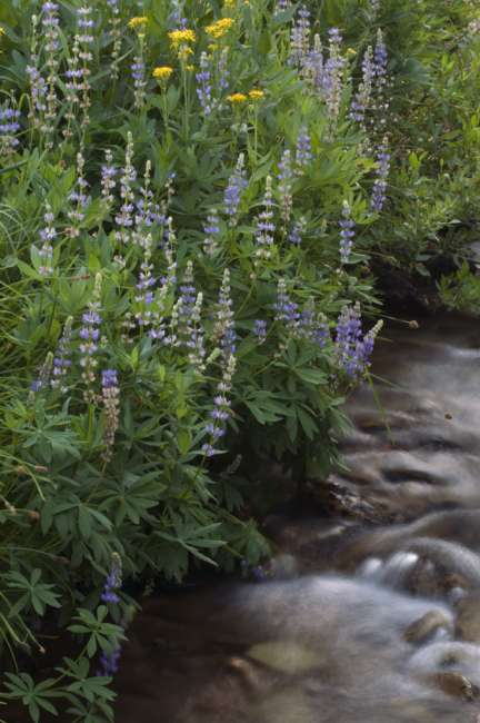 Wildflowers along Kings Creek, Lassen Volcanic National Park, Mount Lassen, California, USA