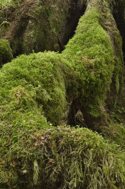 The Hoh rainforest floor, Olympic National Park, Washington, USA
