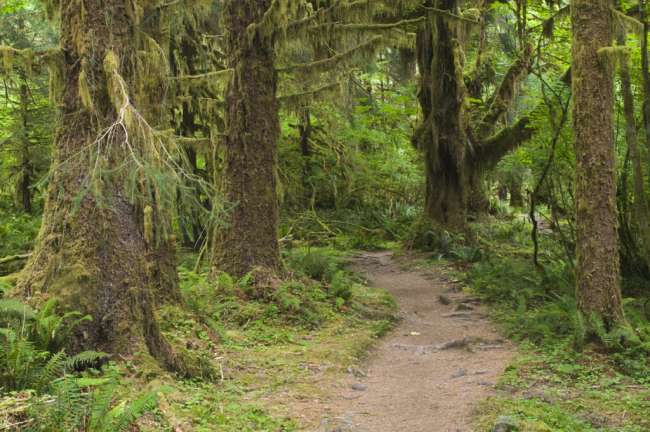 The Hoh rainforest floor and trail, Olympic National Park, Washington, USA