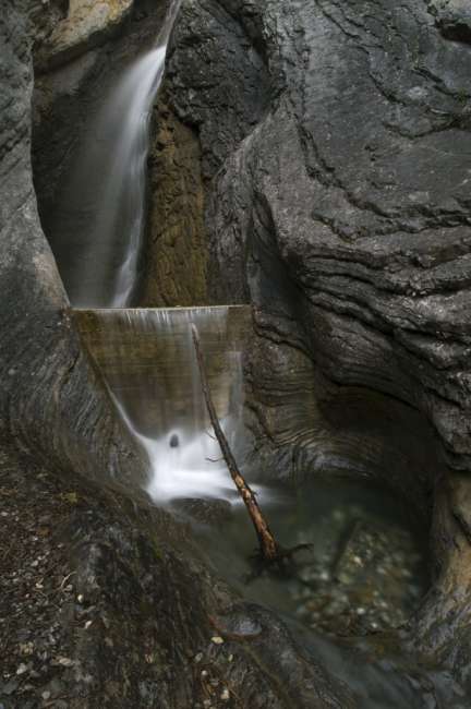 A tree grow in a small pool at Hamilton falls, Yoho National Park, Canada