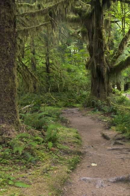 The Hoh rainforest floor and trail, Olympic National Park, Washington, USA