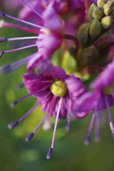 Wildflowers, Lassen Volcanic National Park, Mount Lassen, California, USA