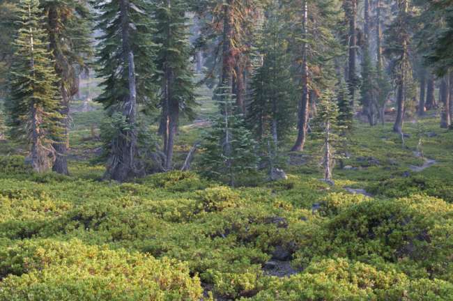 Forest, Lassen Volcanic National Park, Mount Lassen, California, USA