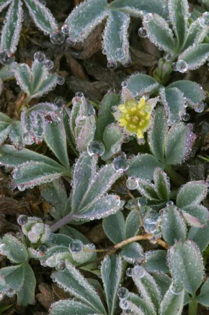 Wildflowers, Lassen Volcanic National Park, Mount Lassen, California, USA
