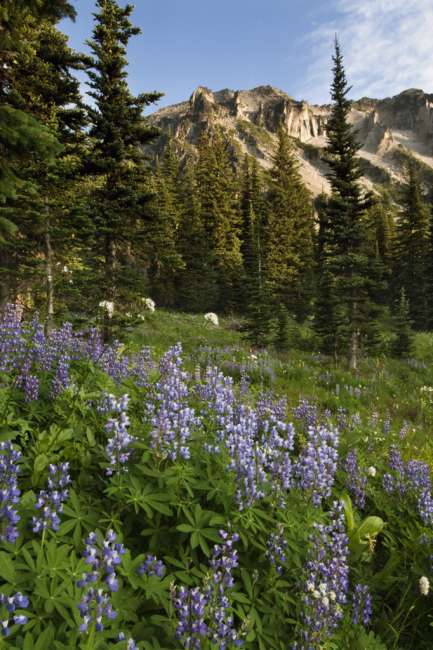 Subalpine wildflowers at Mount Rainier National Park, Washington, USA