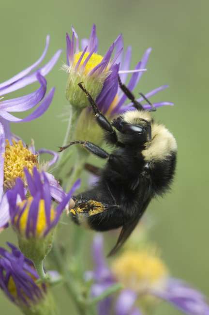 A bee pollinates wildflowers in Sequoia and Kings Canyon National Park, California, USA