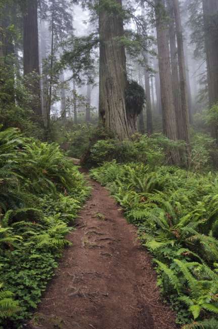Path through the giant redwood trees shrouded in fog, Redwood National Park, California, USA