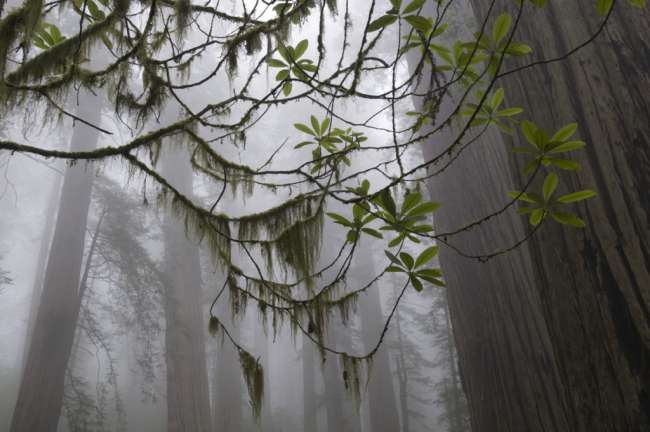 Giant redwood trees shrouded in fog, Redwood National Park, California, USA