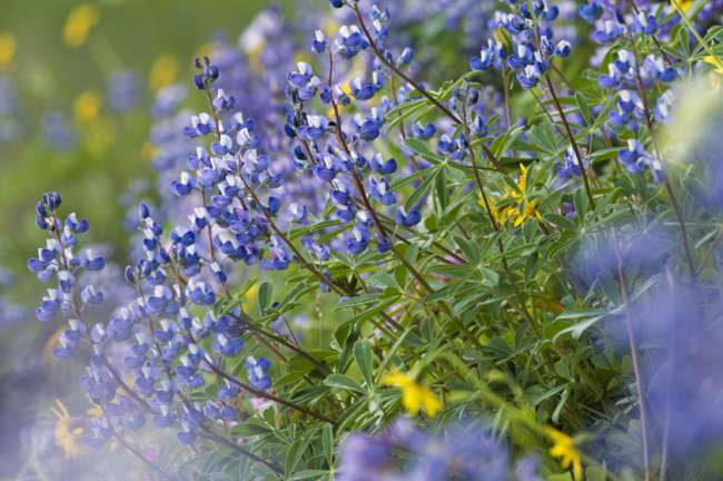 Subalpine Lupine, Mount Rainier National Park, Washington, USA