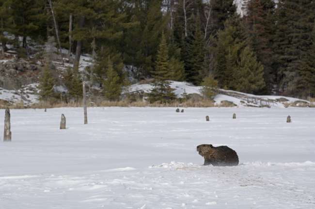 Beaver on a frozen inland Lake along the Black Bay ski trail, Voyageurs National Park, Minnesota, USA