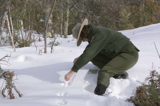 Terry Tucker and volunteer, snowshoeing and inspecting animal tracks along the Black bay ski Trail, Rainy Lake, Voyageurs National Park, Minnesota, USA