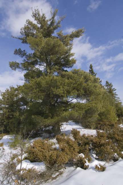 scenic pine along the Black Bay ski trail, Rainy Lake, Voyageurs National Park, Minnesota, USA