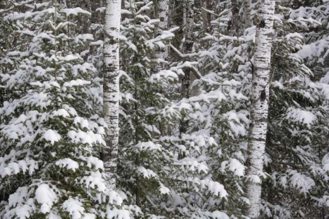 Birch and evergreen with fresh fallen snow, Voyageurs National Park, Minnesota, USA