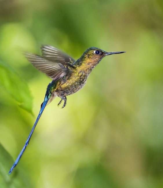 Violet-tailed Sylph, Tandayapa Birding Lodge, Ecuador