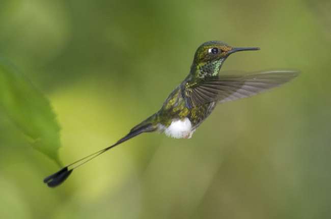 Booted Racket-tail, Tandayapa Birding Lodge, Ecuador