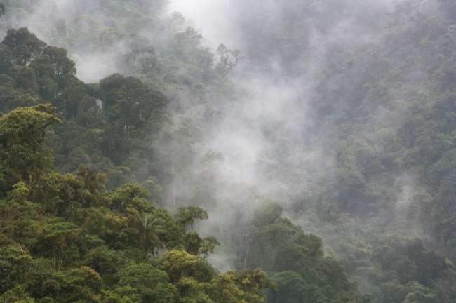 Overview of the cloud forest, And�s Mountains, Tandayapa Birding Lodge, Ecuador