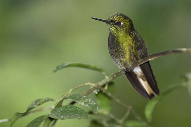 Buff-tailed Coronet, Tandayapa Birding Lodge, Ecuador