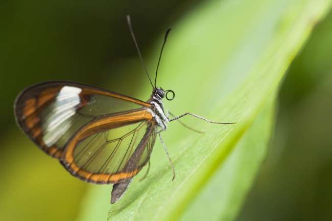 Tropical Butterfly, Tandayapa Birding Lodge, Ecuador