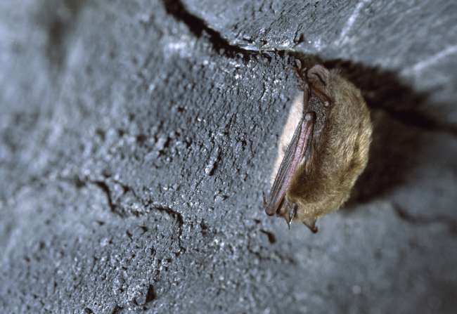 Pipistrellus bat sleeping, Mammoth Cave, Mammoth Cave National Park, Kentucky, KY, USA