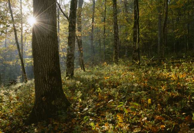 Autumn color, Green River Ferry Road, Mammoth Cave National Park, Kentucky, KY, USA
