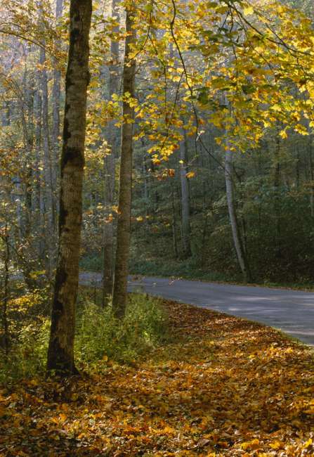 Autumn color, Green River Ferry Road, Mammoth Cave National Park, Kentucky, KY, USA