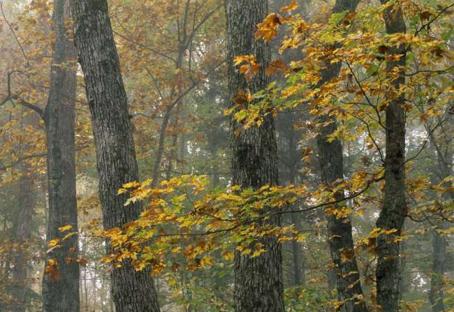Fall color in a maple, hickory, and tulip forest, Turnhole Bend Trail, Mammoth Cave National Park, Kentucky, KY, USA
