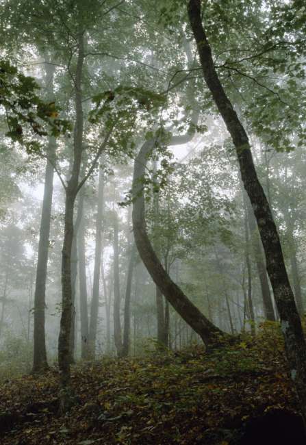 Silhouetted trees at sunrise, Turnhole Bend Trail, Mammoth Cave National Park, Kentucky, KY, USA