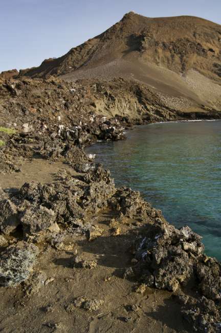 Gray Matplant (Tiquilia nesiotica) along the island of Bartholeme, Galapagos National Park, Ecuador