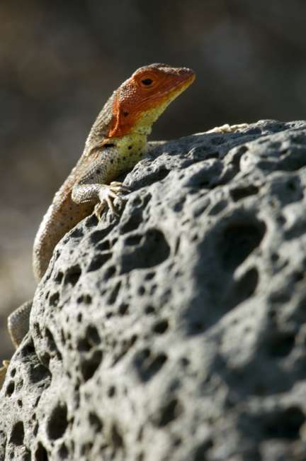 Lava lizard, Galapagos National Park, Ecuador