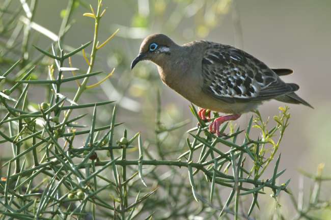Galapagos Dove (Zenaida galapagoensis) Galapagos National Park, Ecuador