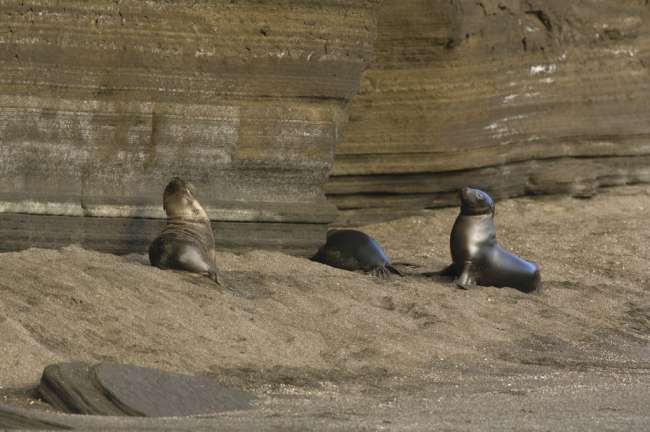 Galapagos Sea Lion (Zalophus californianus wollebacki) Galapagos National Park, Ecuador
